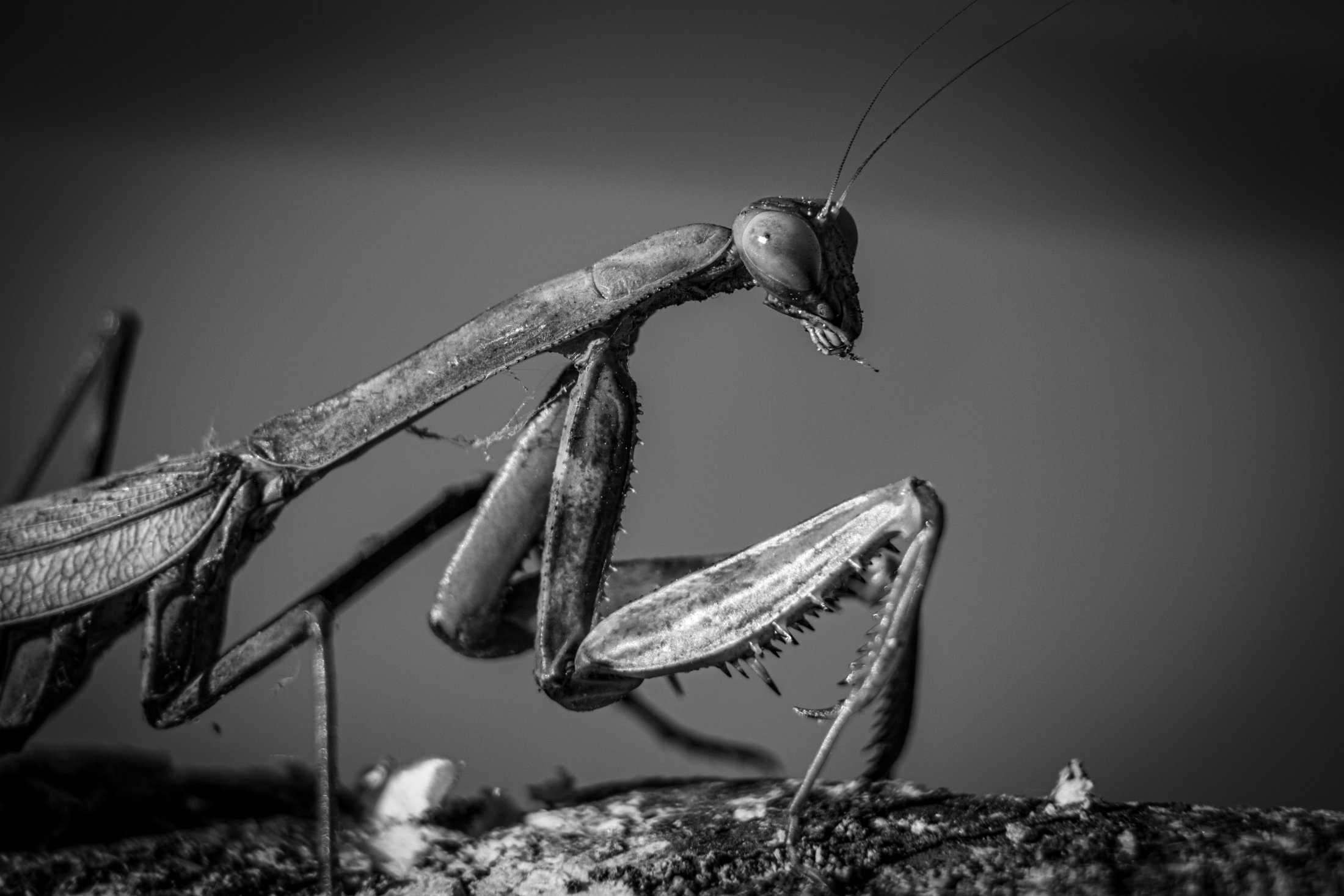 Mantis 11 15 23-1B&W